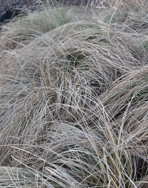 Carex albula `Frosted Curls`
